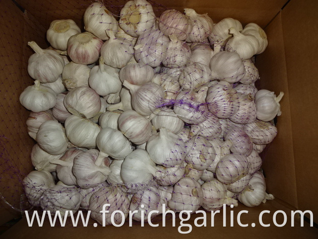 Best Quality Normal White Garlic